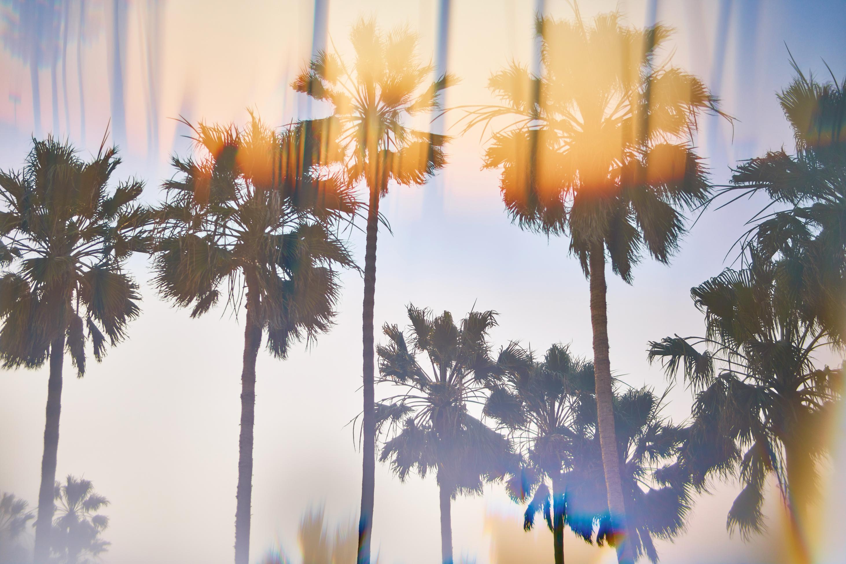 California Palm Trees With Special Effect Lens