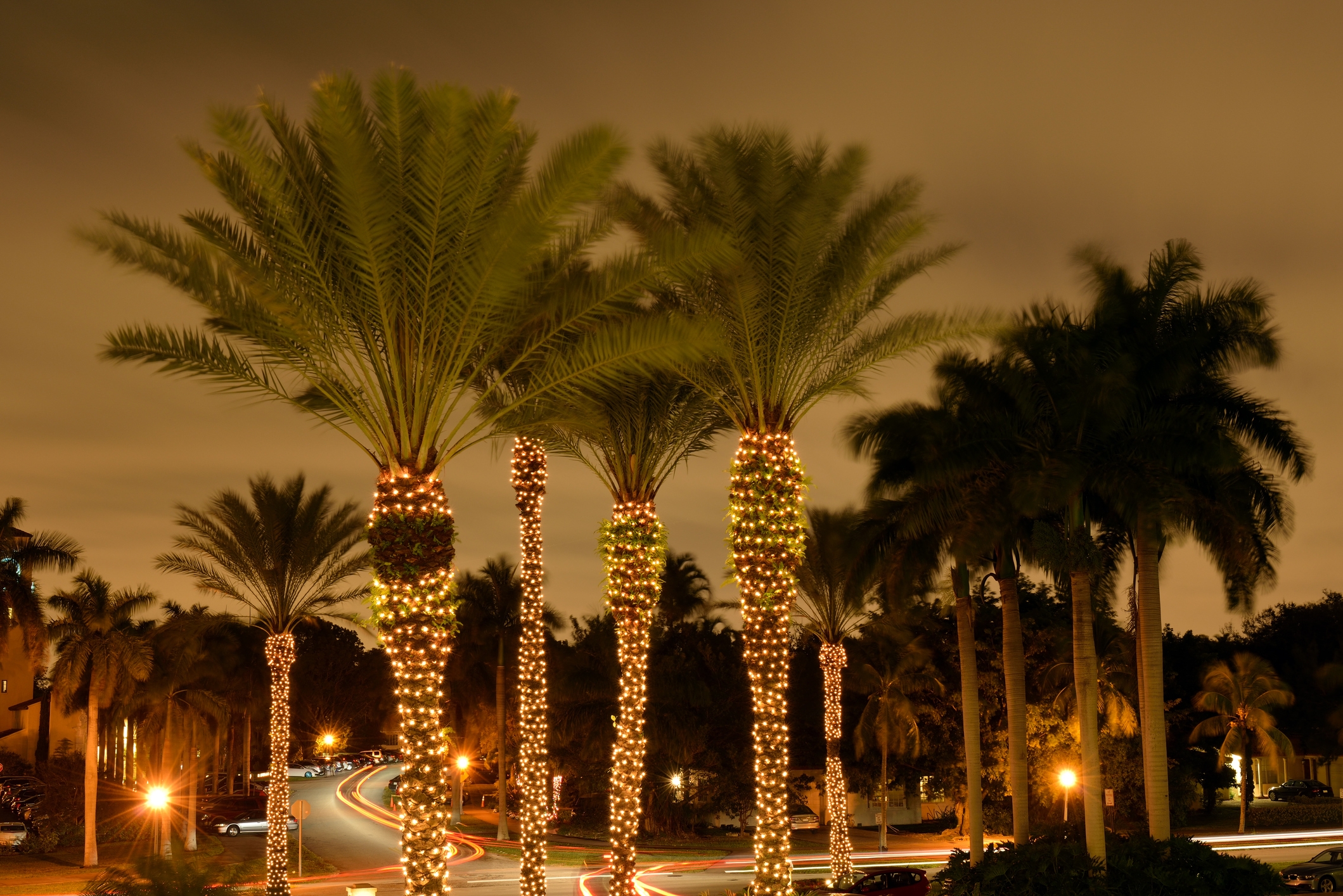 Miami Night Palm Trees