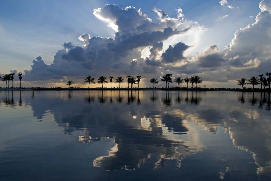 Miami Palm Trees